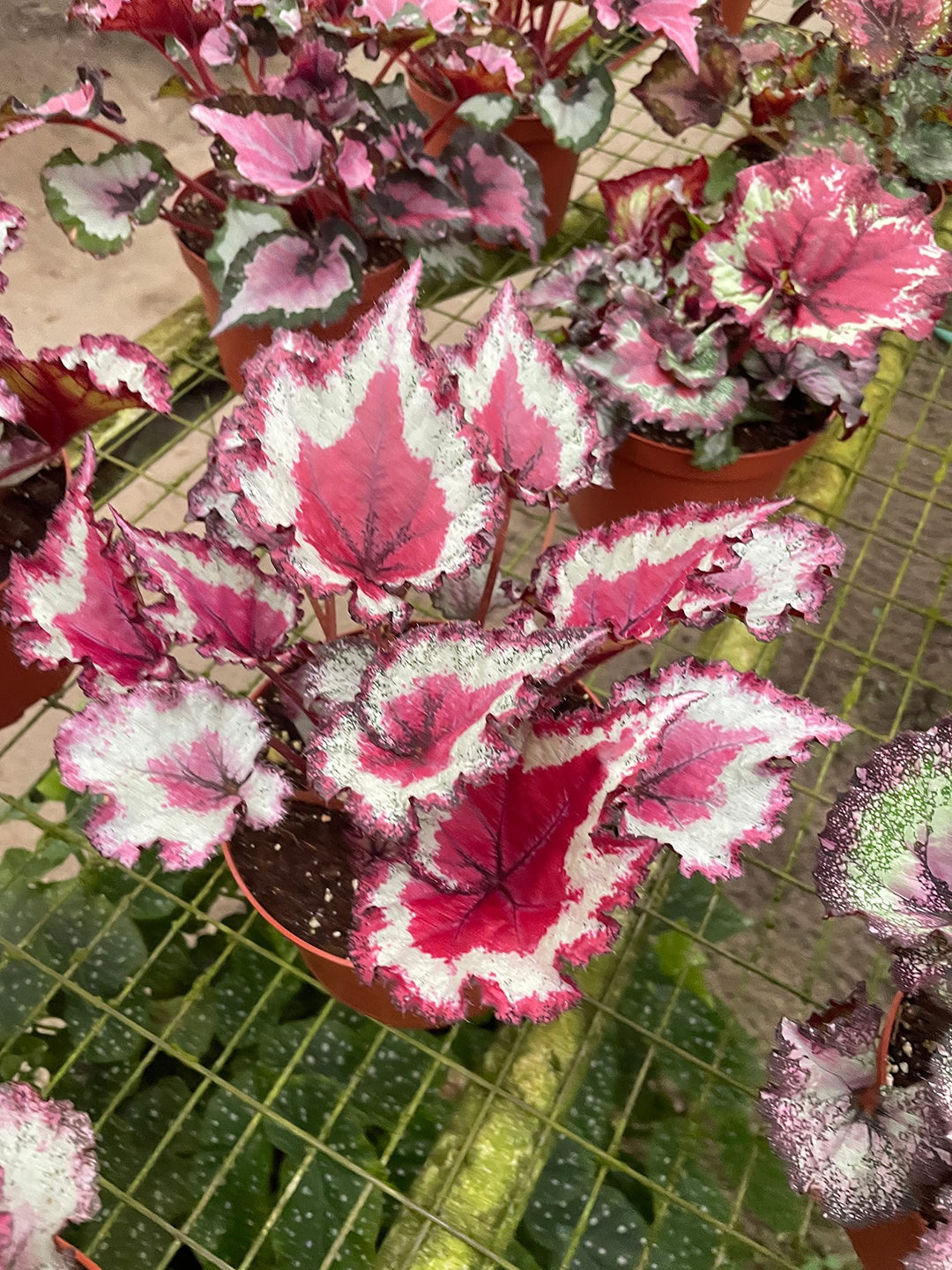 Harmony's Gift Wrap, in a 6 inch Pot, Begonia rex