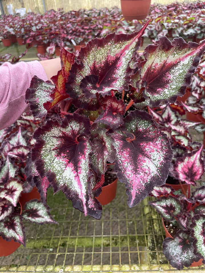 Harmony's Gator Tail Begonia Rex in a 6 inch Pot