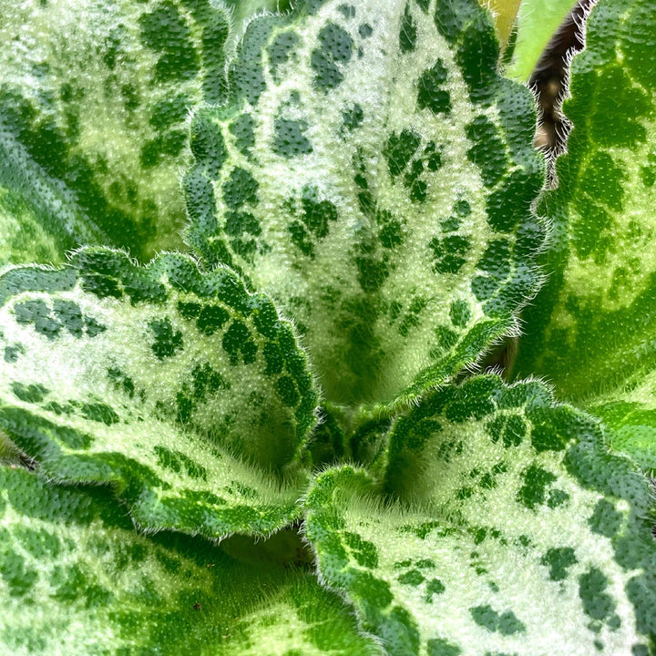 Betty Gesneriad Primulina Dryas, 6 inch African Violet Chirita Plant