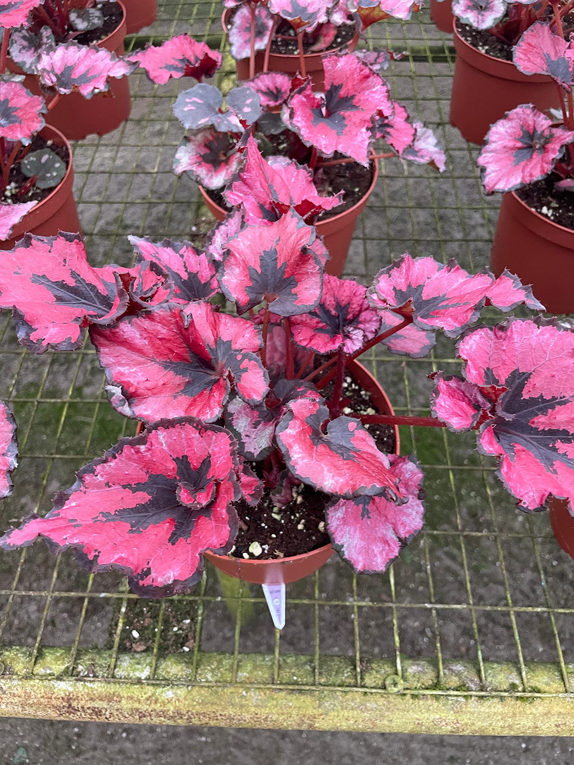 Harmony's Cherry Blossom in a 6 inch Pot, Begonia rex – Harmony