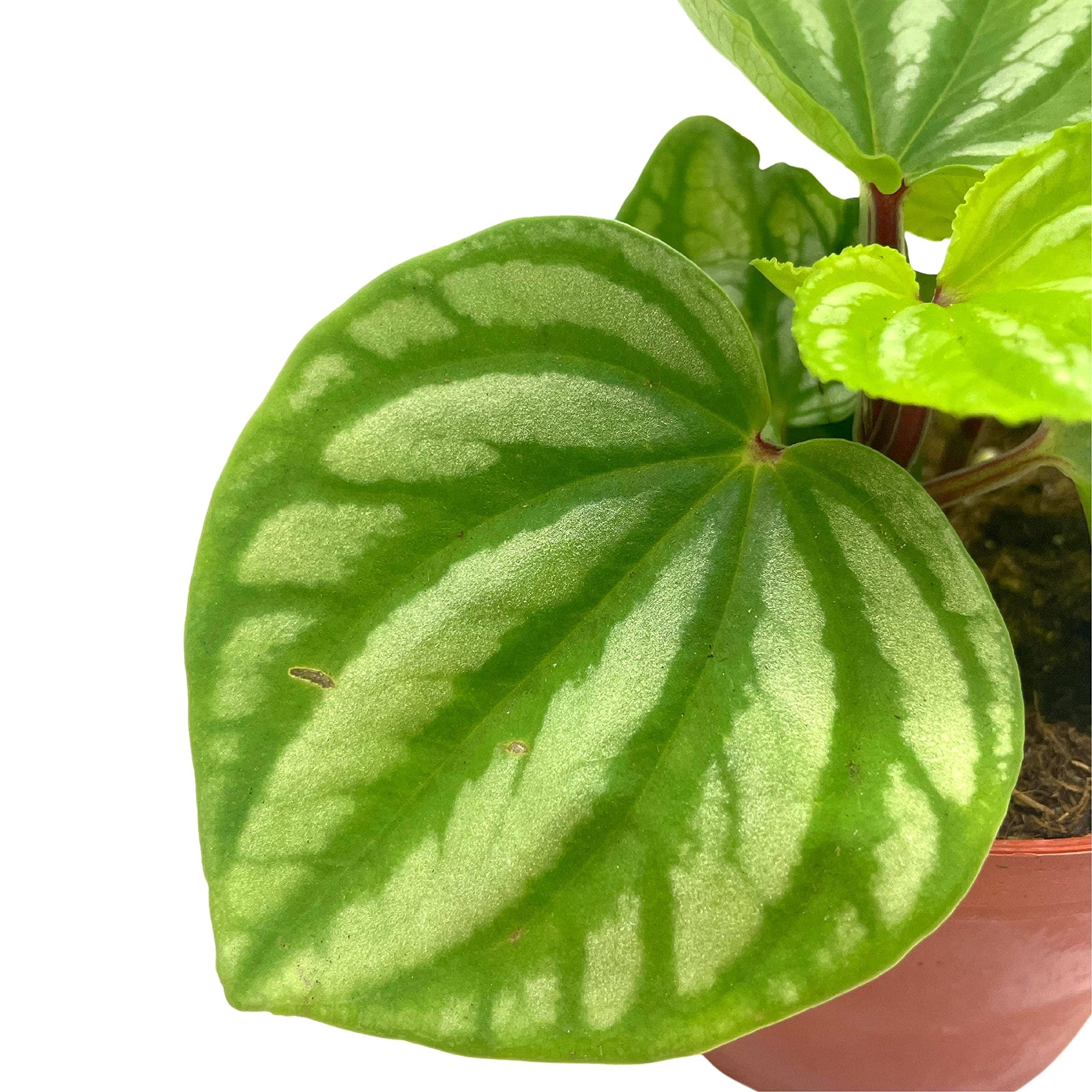 Harmony Foliage Peperomia Ecuador - Thumbnail 3