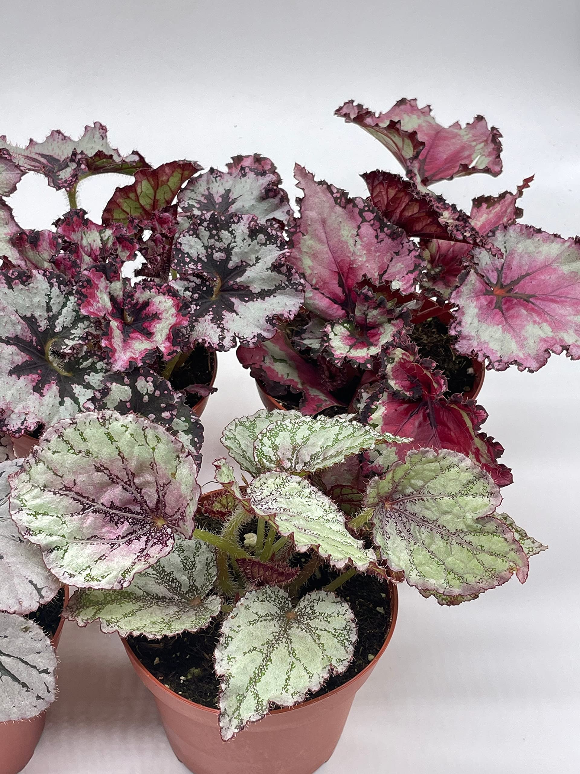 Harmony's Begonia Rex Assortment, Cold Pastel Winter, 4 inch, Set