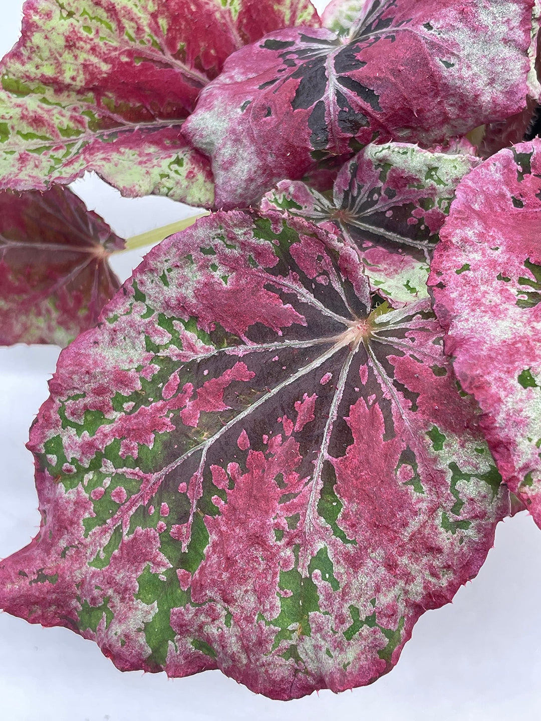 Venetian Red, Begonia Rex, 4 inch, Painted-Leaf Begonia, Unique Homegrown Exclusive