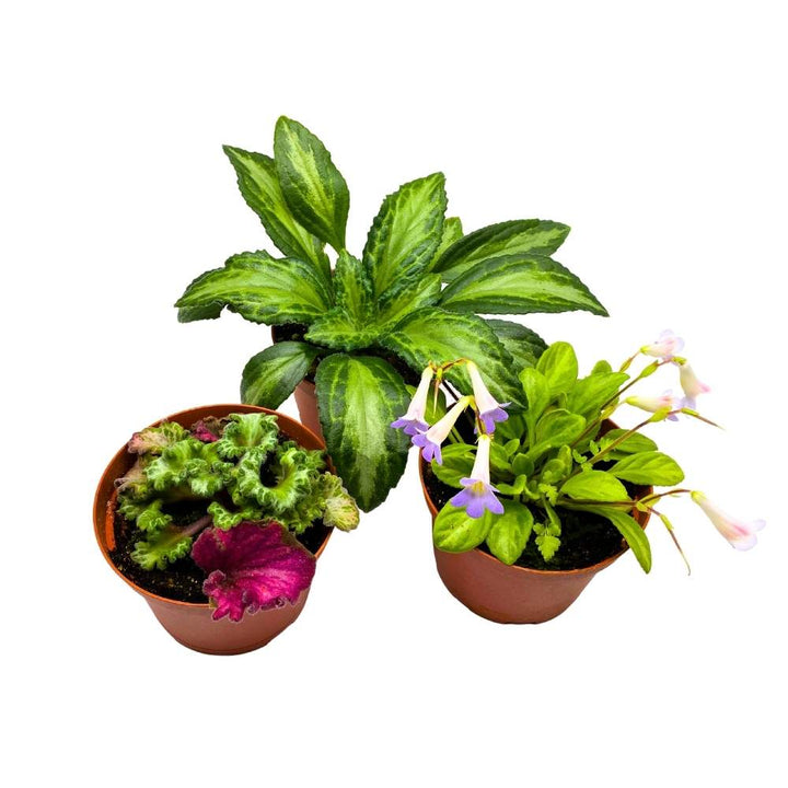 Primulina Assortment, 6 inch Set of 3, Gesneriad Flowering Indoor Chirita Plant