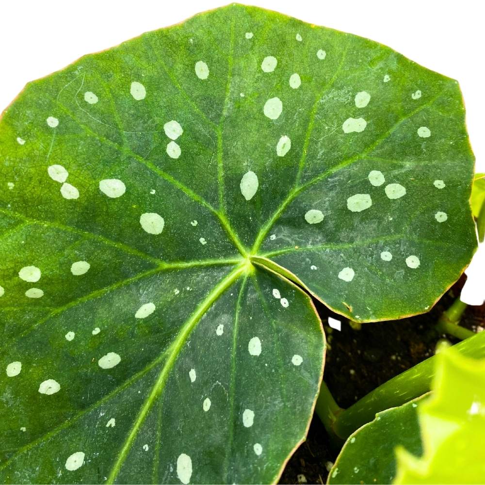 Harmony's Spot on Angel Wing, 6 inch Cane Begonia Bright Green White Polkadots