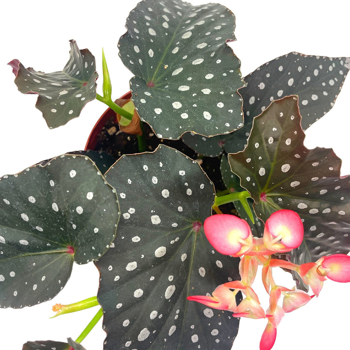 Harmony's Serenity, Exclusive Hybrid, Angel Wings Polka dot Begonia Rex, 6 inch, Very Rare Homegrown Unique Variegated Begonia