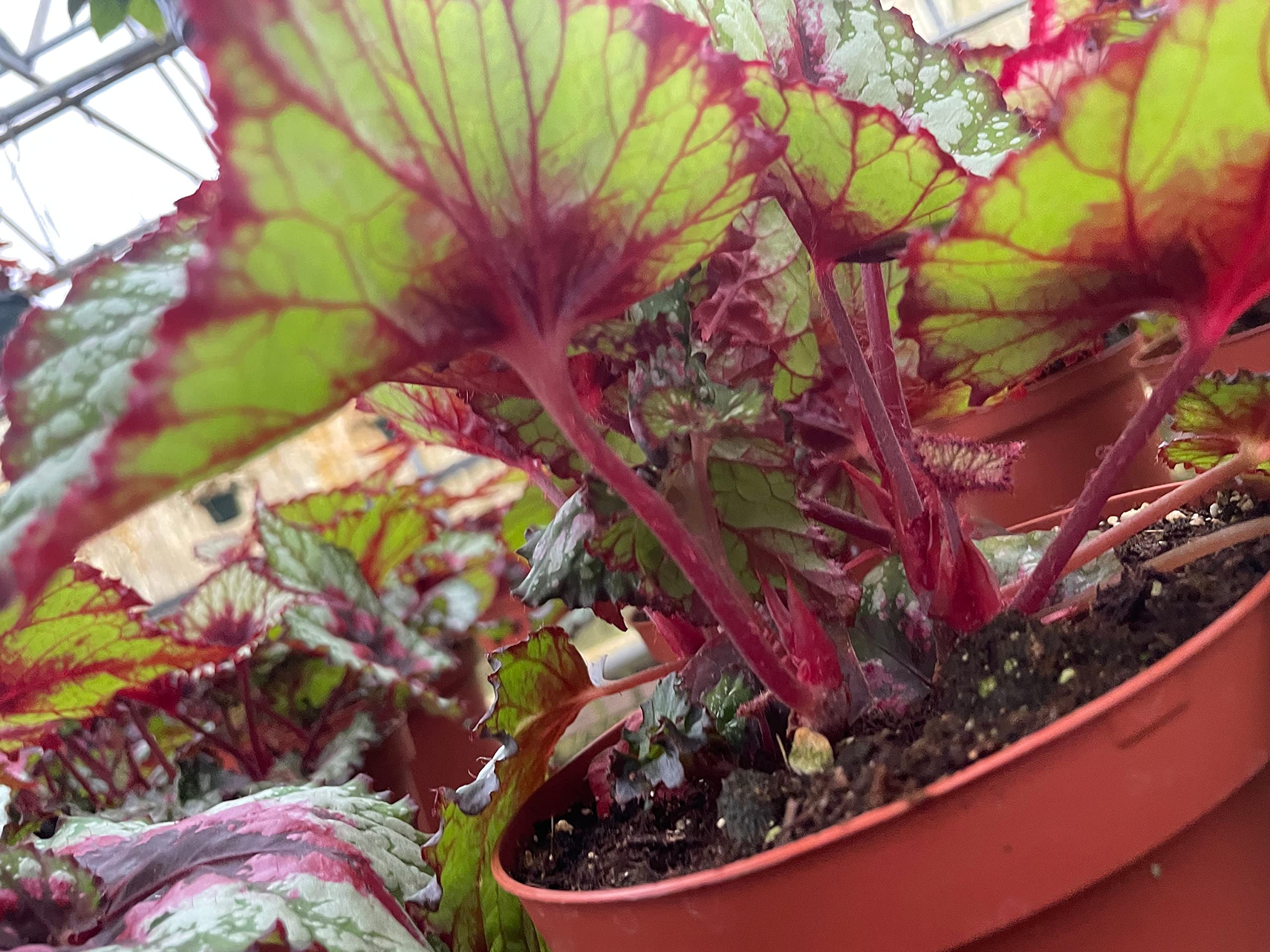Harmony's Heart and Soul, in a 6 inch Pot, Begonia rex – Harmony