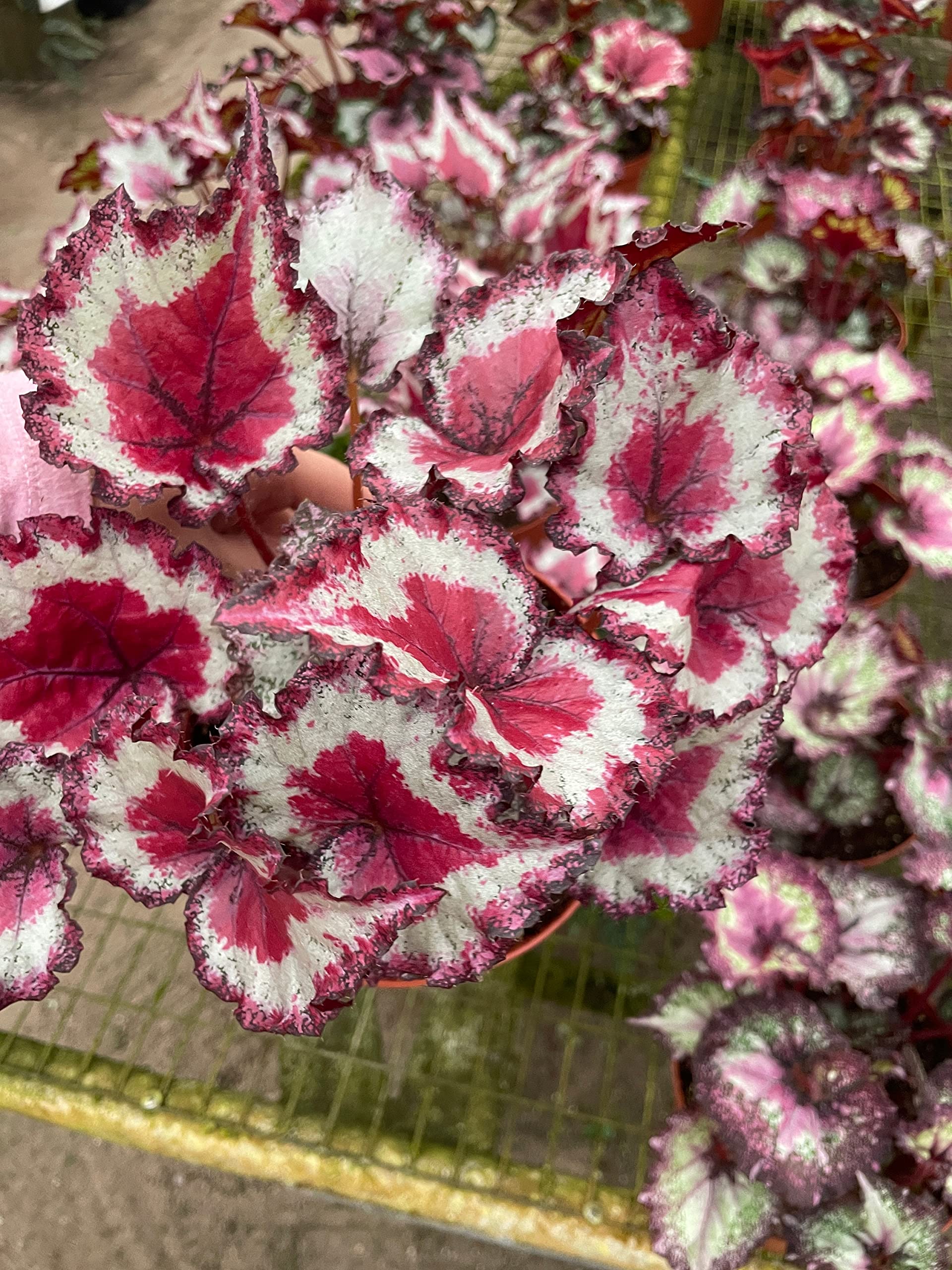 Harmony's Gift Wrap, in a 6 inch Pot, Begonia rex – Harmony Foliage