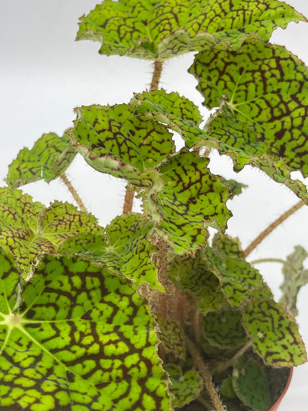 Deco Checks, Green Rhizomatous Begonia Rhizo, 4 inch Painted-Leaf Begonia, Variegated