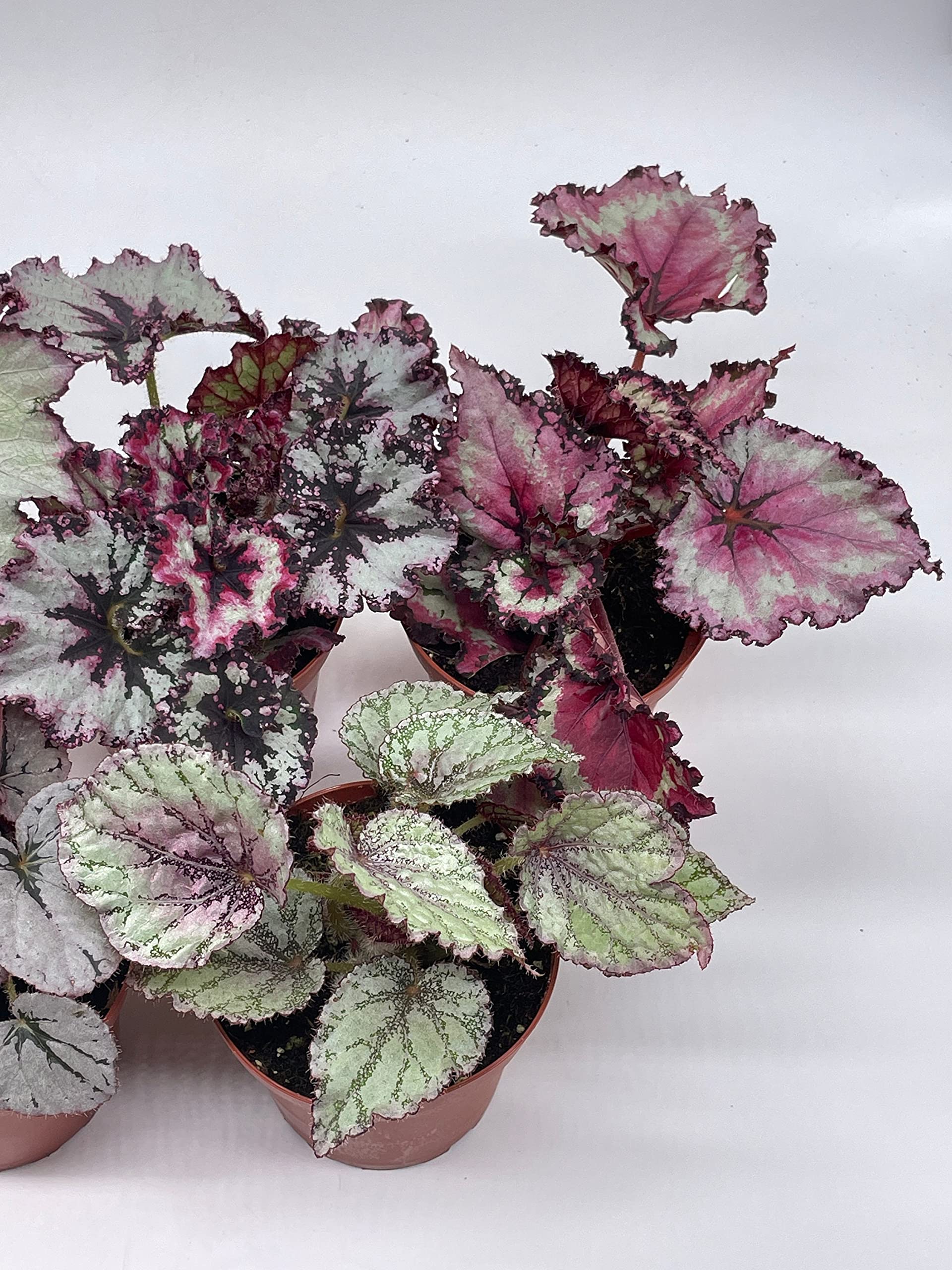 Harmony's Begonia Rex Assortment, Cold Pastel Winter, 4 inch, Set