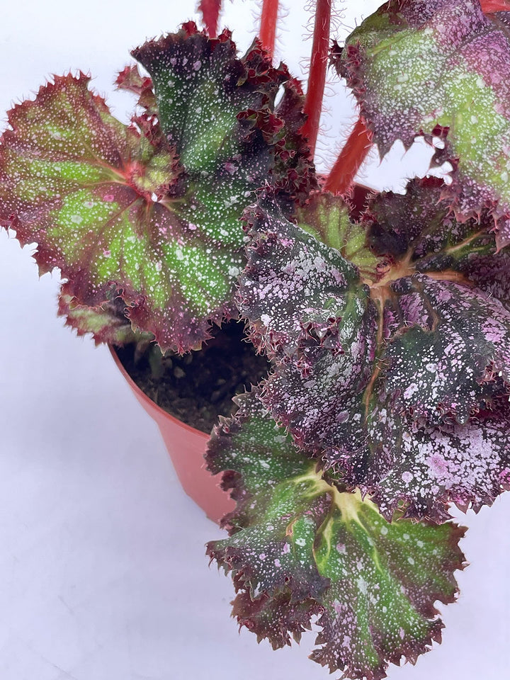Harmony's Magic Dragon, Begonia Rex, 4 inch, Multicolor, Painted-Leaf Begonia, Unique Homegrown Exclusive