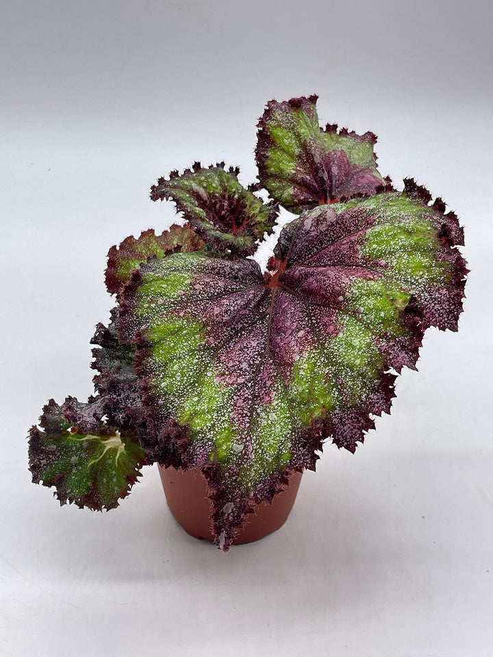 Harmony's Magic Dragon, Begonia Rex, 4 inch, Multicolor, Painted-Leaf Begonia, Unique Homegrown Exclusive