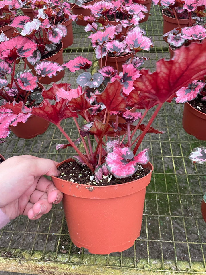 Harmony's Cherry Blossom in a 6 inch Pot, Begonia rex