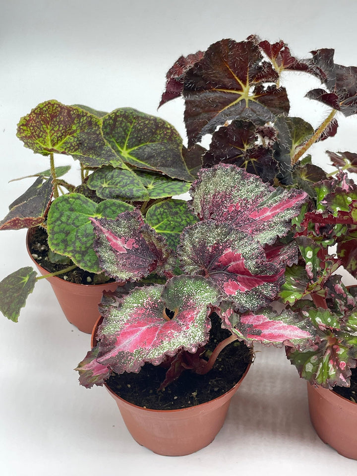 Harmony's Begonia Rex Assortment, Warm Colorful Summer, 4 inch, Set of 5, Painted-Leaf Begonia, Variegated