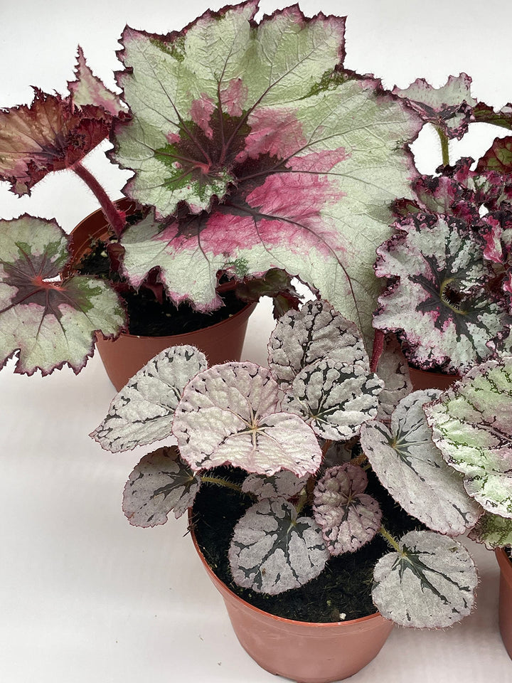 Harmony's Begonia Rex Assortment, Cold Pastel Winter, 4 inch, Set of 5, Painted-Leaf Begonia, Variegated