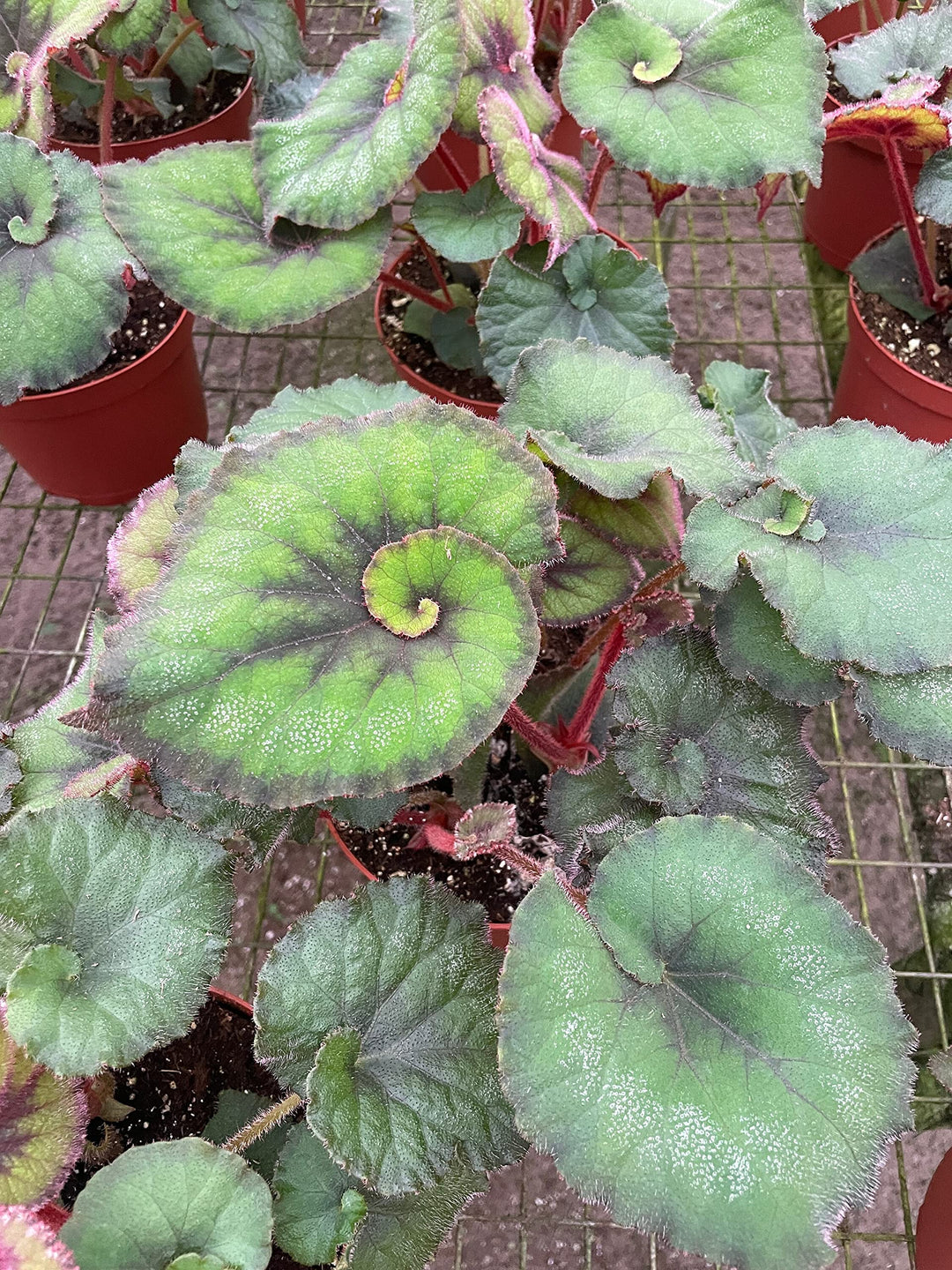 Harmony's Nautilus Green Spiral Begonia, in a 6 inch Pot, Begonia rex