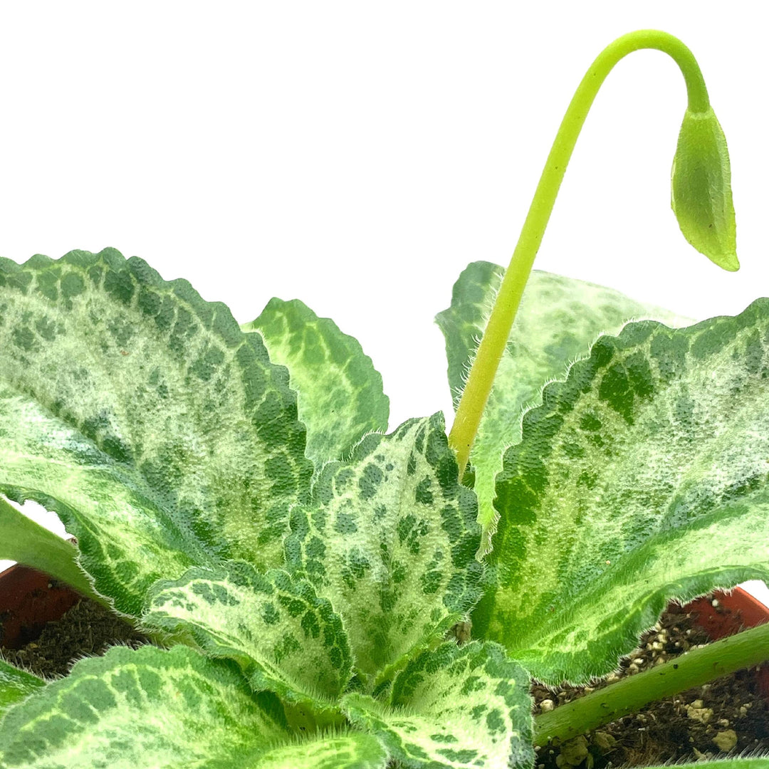 Betty Gesneriad Primulina Dryas, 6 inch African Violet Chirita Plant