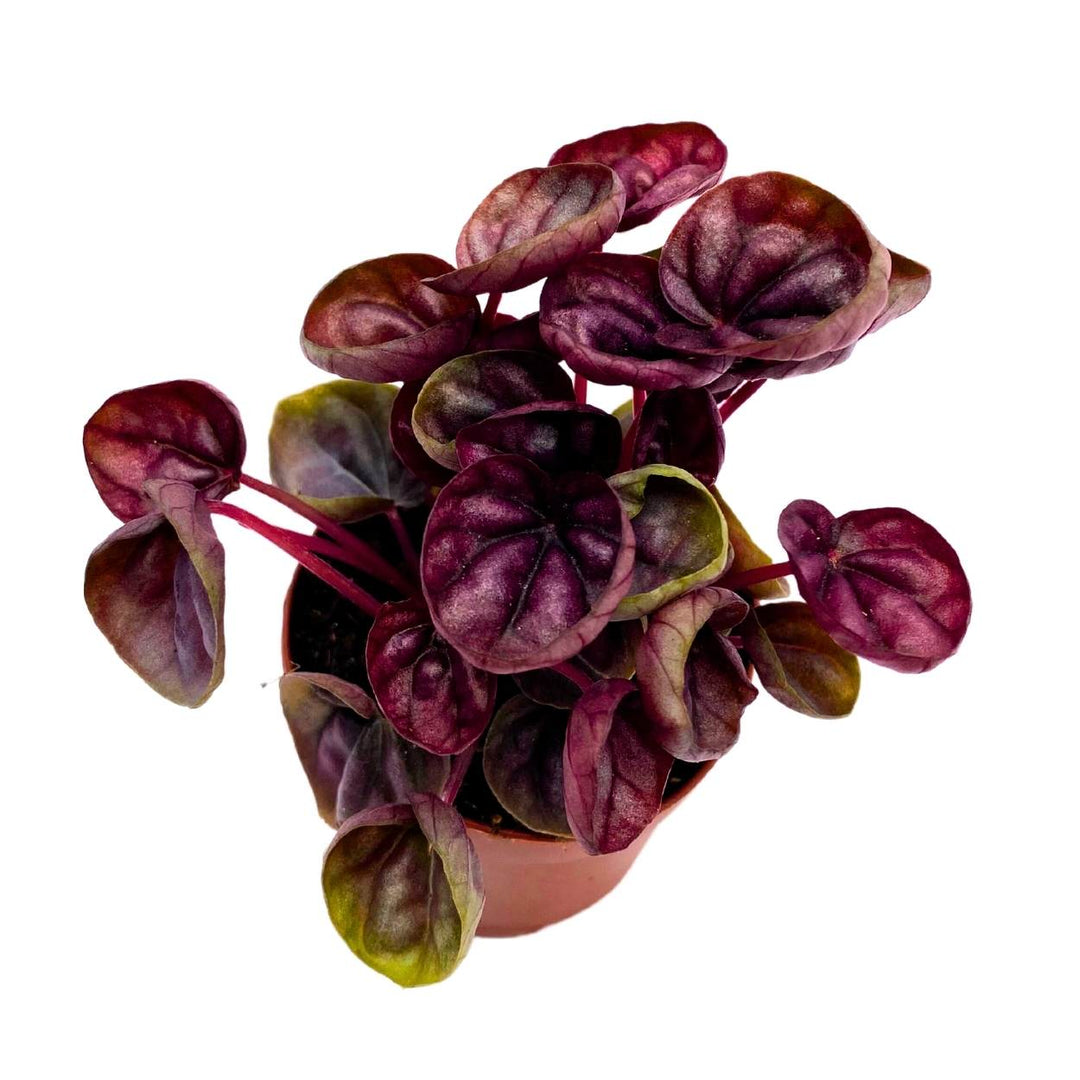 Peperomia Schumi Red, 2 inch, Red Ripple Pep Caperata