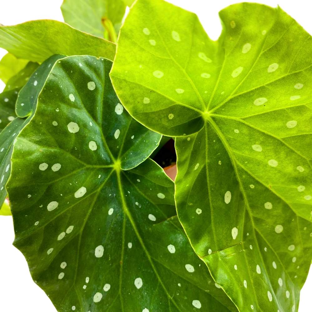 Harmony's Spot on Angel Wing, 6 inch Cane Begonia Bright Green White Polkadots