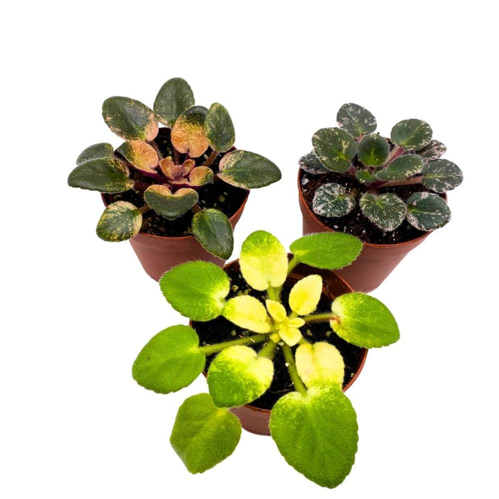 Harmony's Variegated African Violet Assortment, 2 inch set of 3, Rare Mini Saintpaulia Violets Gesneriads