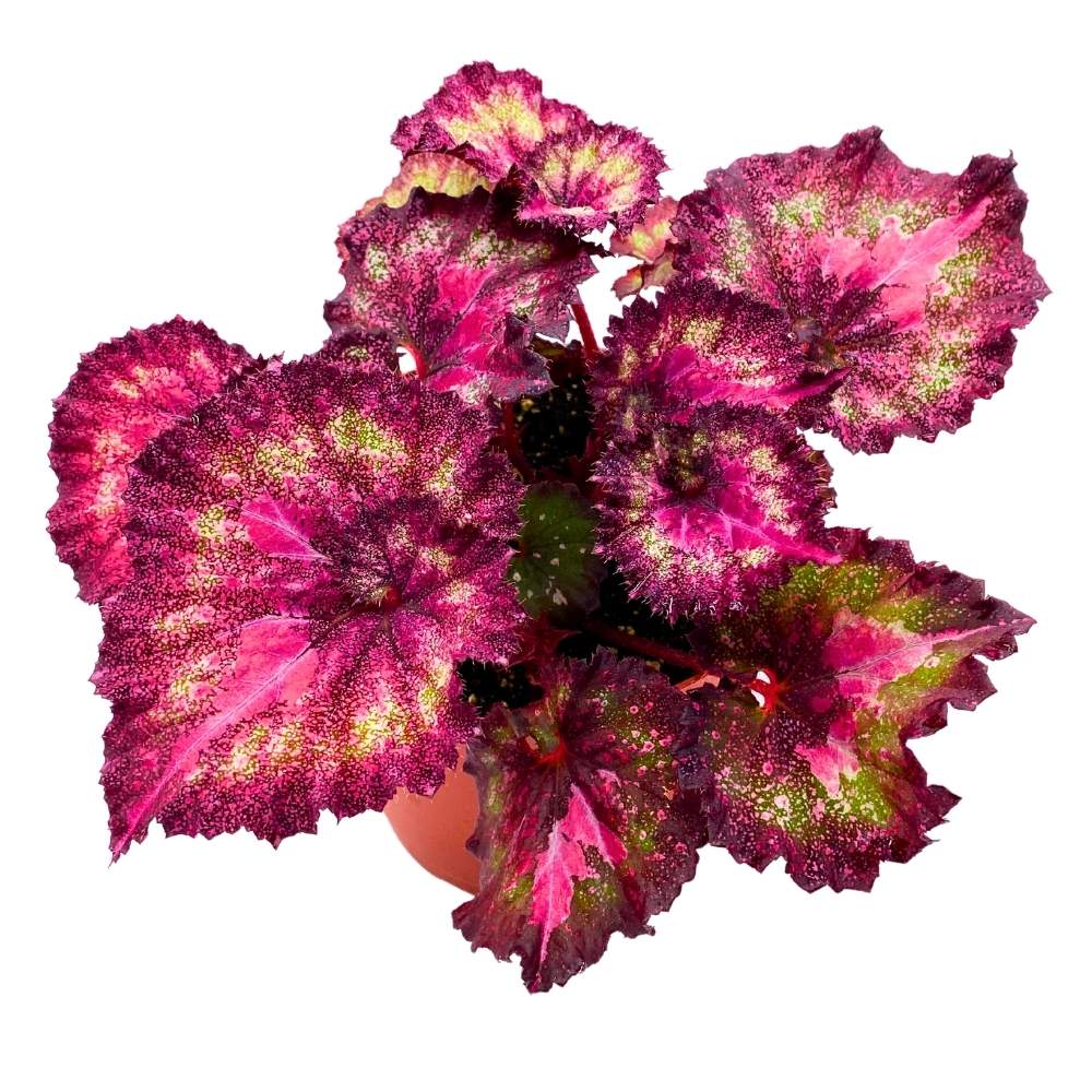 Harmony's Love Hurts 6 inch Begonia Rex Glittery Pink Spiral