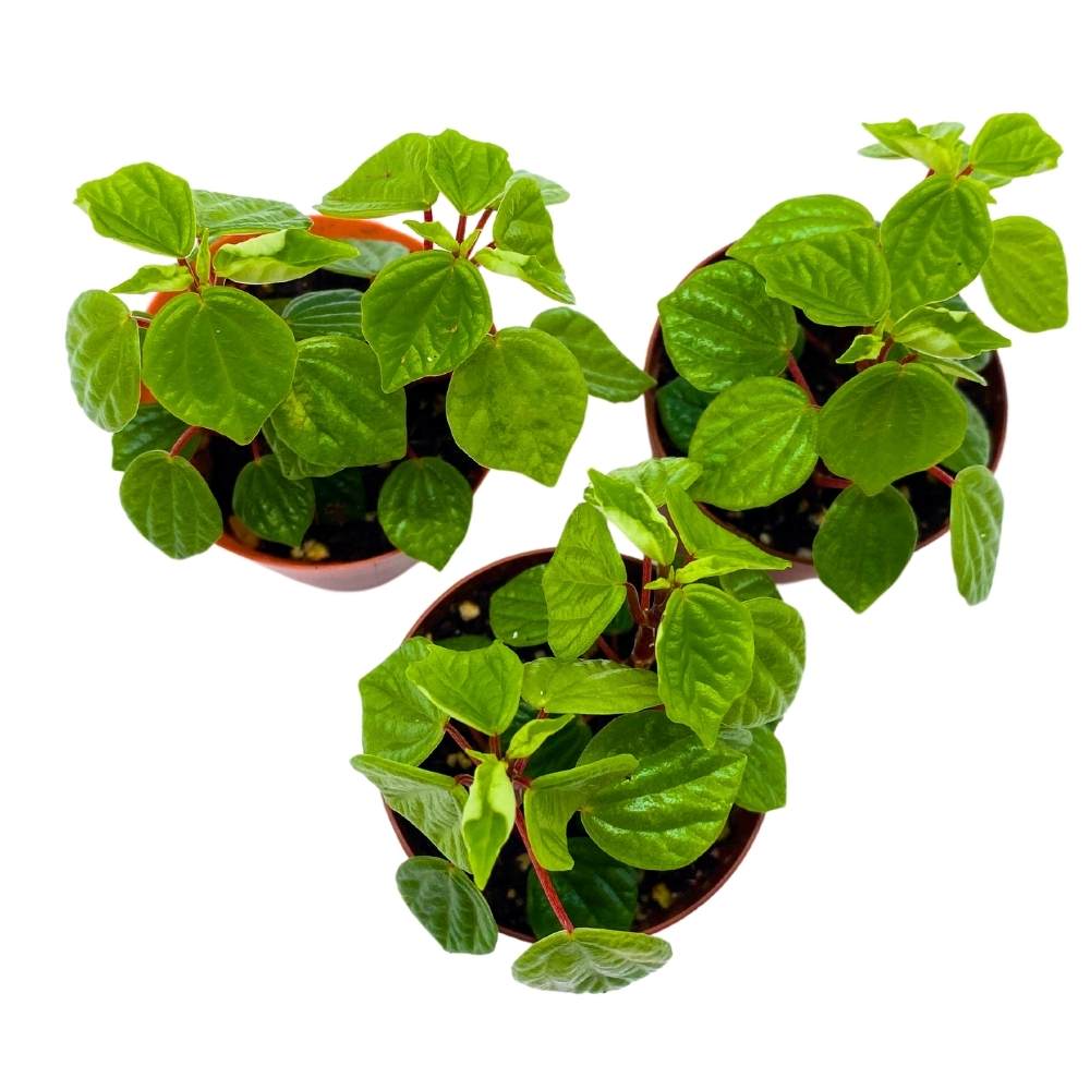 Peperomia Meridana, 2 inch Set of 3, Green Valley Pixie Pep Crazy Quilt