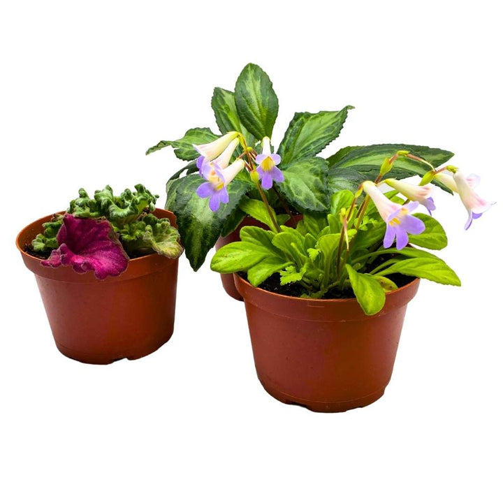 Primulina Assortment, 6 inch Set of 3, Gesneriad Flowering Indoor Chirita Plant