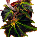 Begonia Breakdance Rhizo 4 inch Rhizomatous Begonia Black Green Jagged Edges