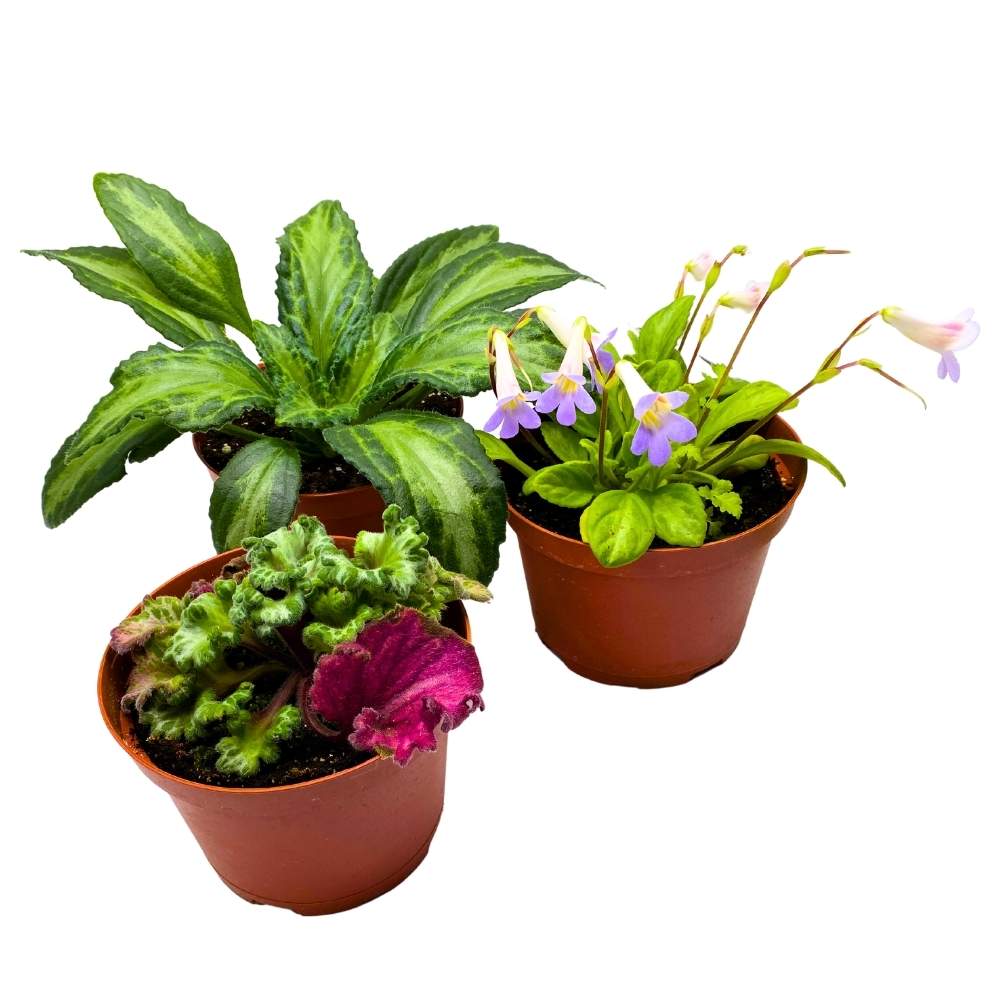 Primulina Assortment, 6 inch Set of 3, Gesneriad Flowering Indoor Chirita Plant