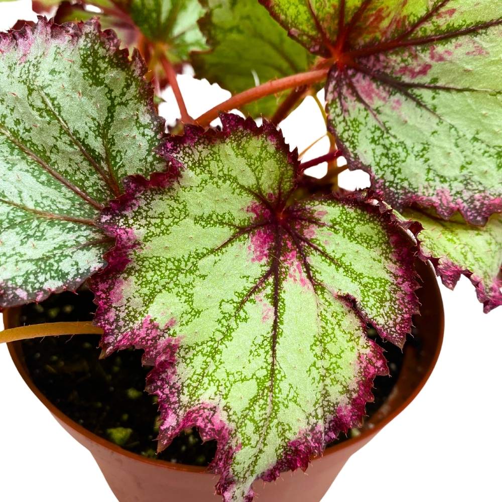 Ring of Fire Begonia Rex 6 inch Pink Edge Green and White