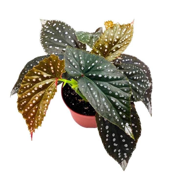 Harmony's Kismet Angel Wing, 6 inch Cane Begonia Pink Flower Silver Tip Large White Polkadot