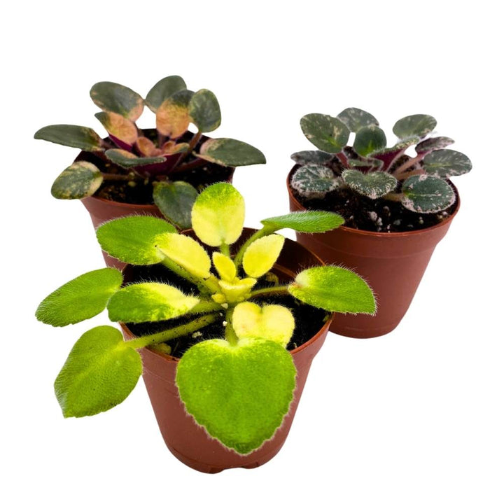 Harmony's Variegated African Violet Assortment, 2 inch set of 3, Rare Mini Saintpaulia Violets Gesneriads