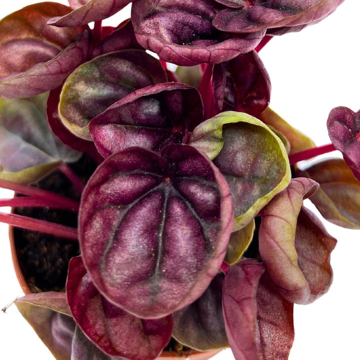 Peperomia Schumi Red, 2 inch, Red Ripple Pep Caperata