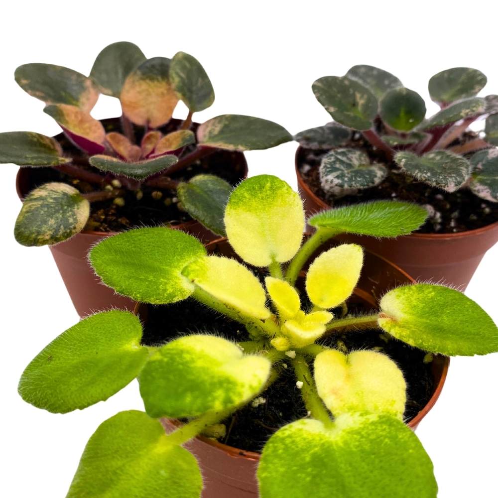 Harmony's Variegated African Violet Assortment, 2 inch set of 3, Rare Mini Saintpaulia Violets Gesneriads