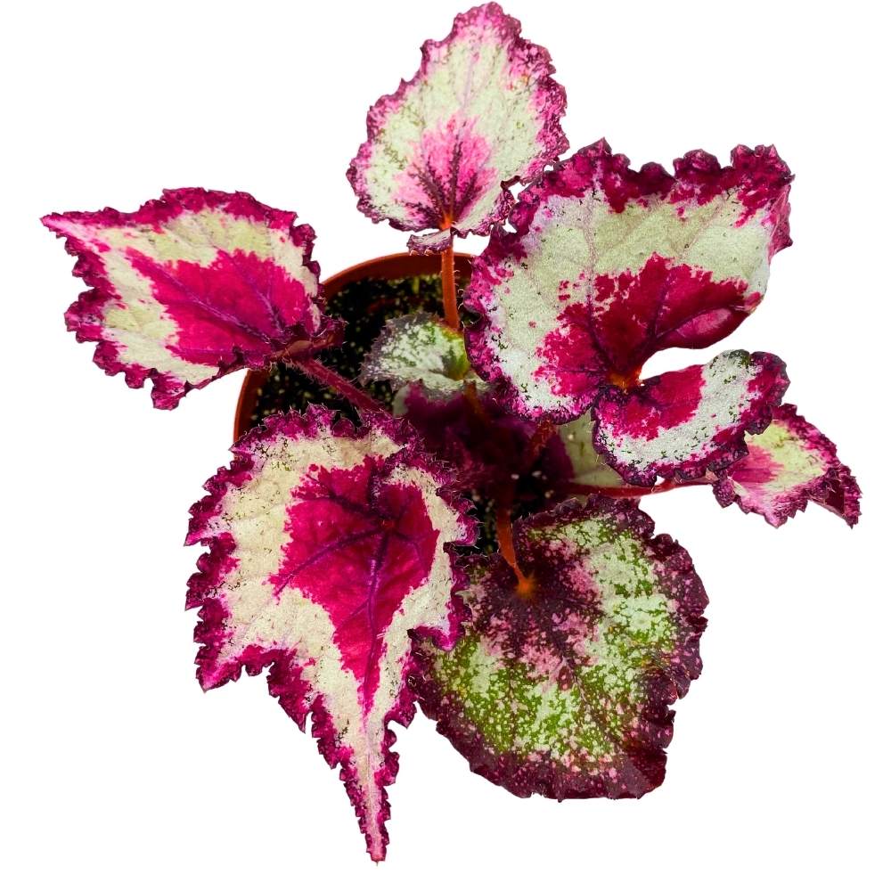 Harmony's Pink Cadillac 4 inch Begonia Rex Pink Center, Band and Long Tail, Jagged Edge