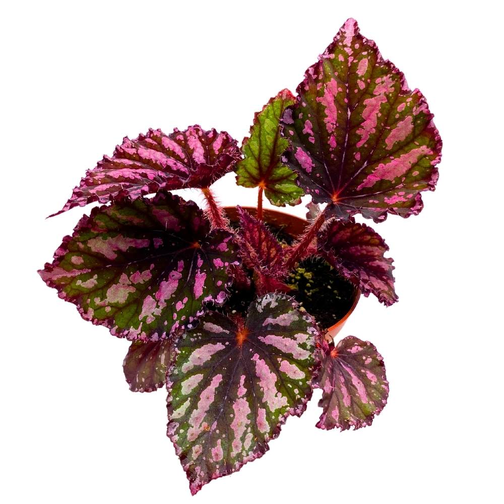 Begonia Rex Lacey Closson 4 inch Multi colored red pink green with black stripes white splash