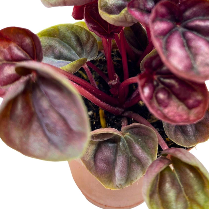 Peperomia Schumi Red, 2 inch, Red Ripple Pep Caperata