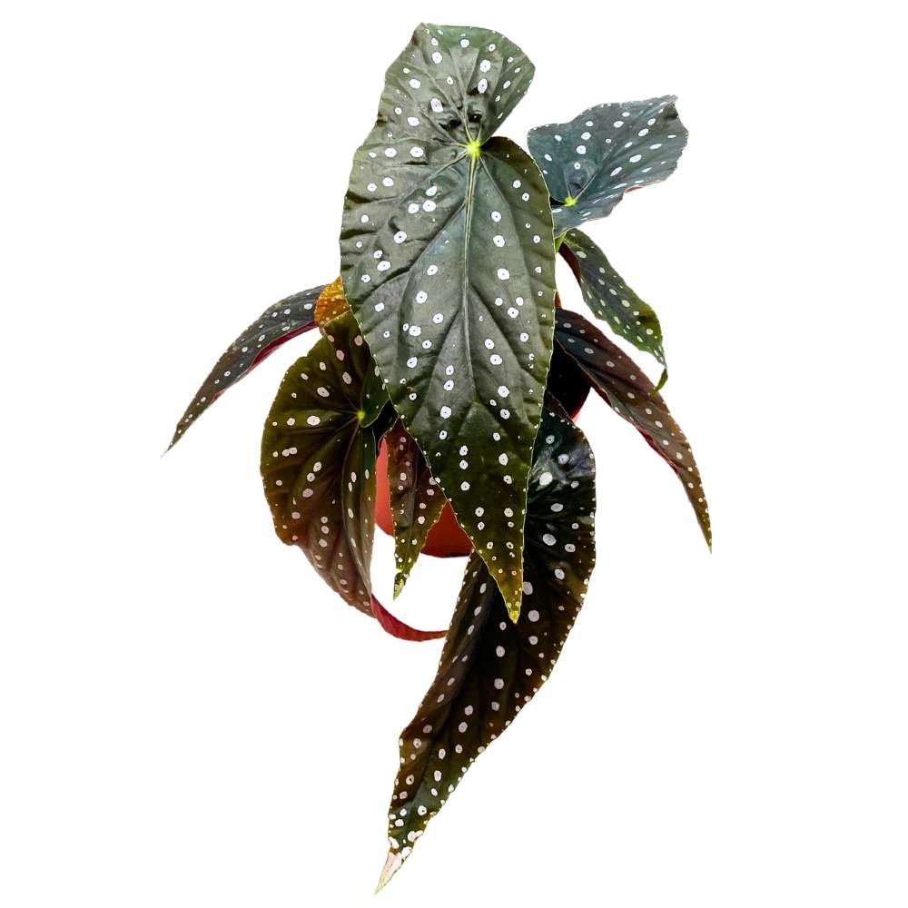 Lone Star Aussie Angel Wing, 6 inch Cane Begonia Dark Large Leaf with Silver Tip white Polkadots
