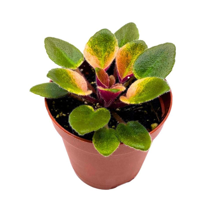 Rob's Argyle Socks Variegated Mini African Violet, 2 inch Miniature Gesneriad Tiny Pixie Plant