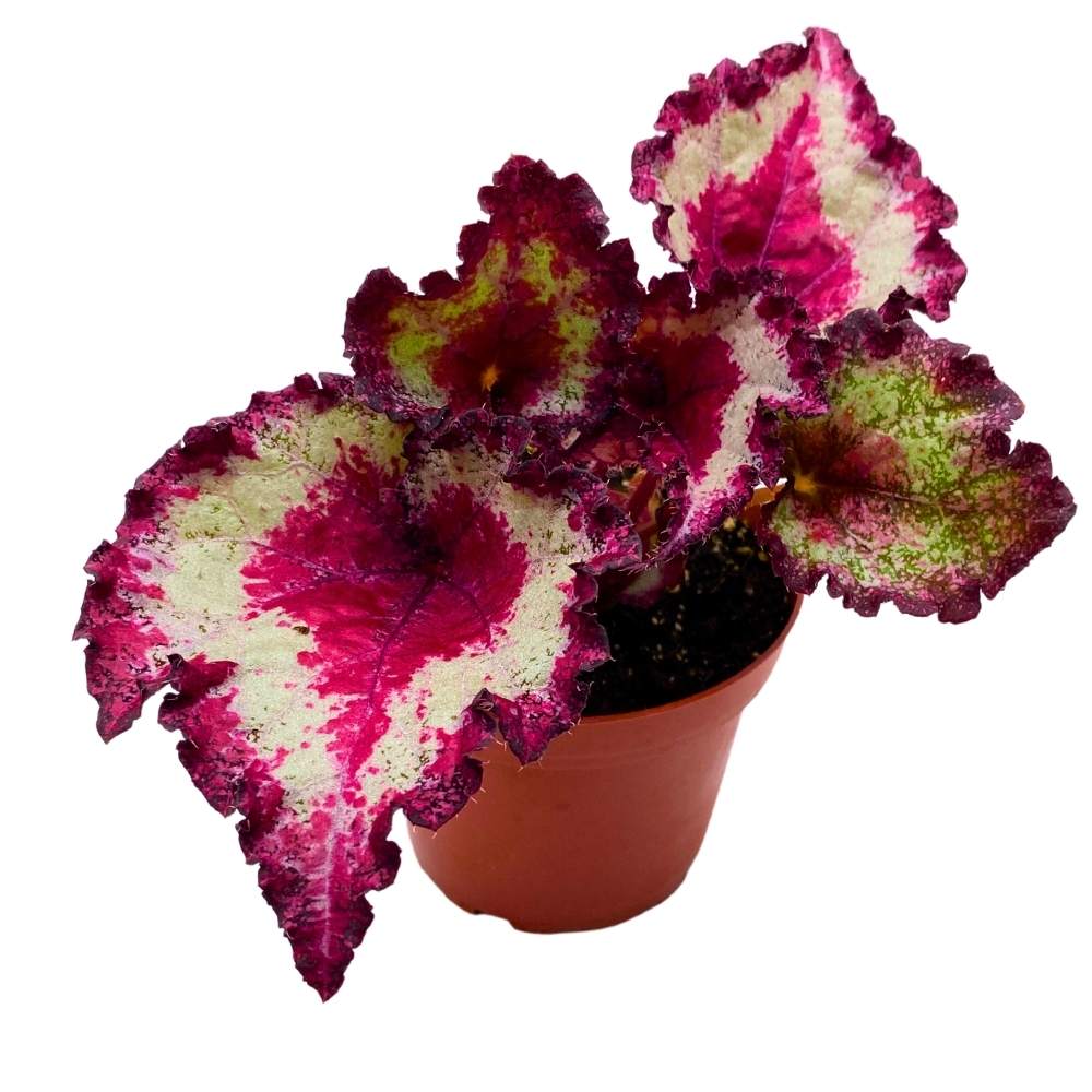 Harmony's Pink Cadillac 4 inch Begonia Rex Pink Center, Band and Long Tail, Jagged Edge