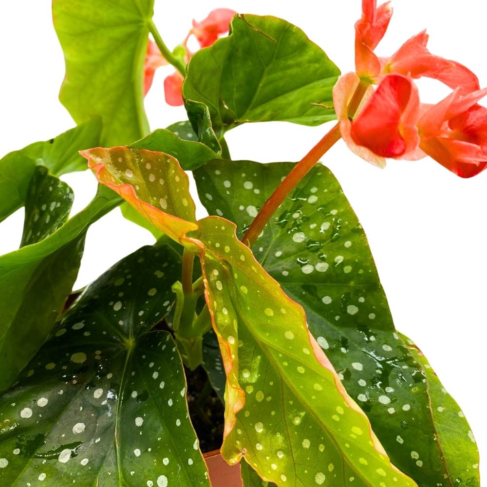 Harmony's Tinker Bell Angel Wing Hybrid Cane Begonia, 6 inch, Green with White Dots Pink Flower