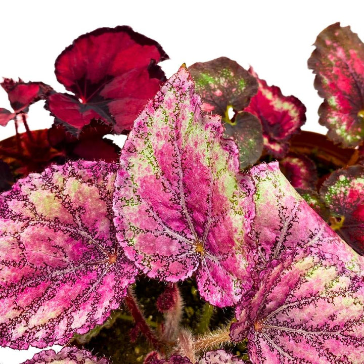 Harmony's Valentine's Day Begonia Assortment 4 inch Set of 3 Red and Pink Sweetheart Rex Begonias