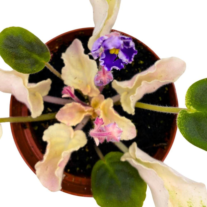 Harmony's Purple Passion Variegated African Violet, 4 inch, Purple Flower Saintpaulia Hybrid Gesneriads