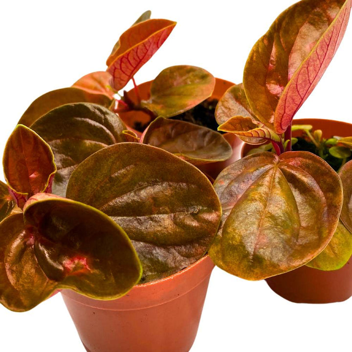 Harmony's Great Pumpkin Peperomia 2 inch Set of 3 Orange Hybrid Pep with Green Vareigated Stripes