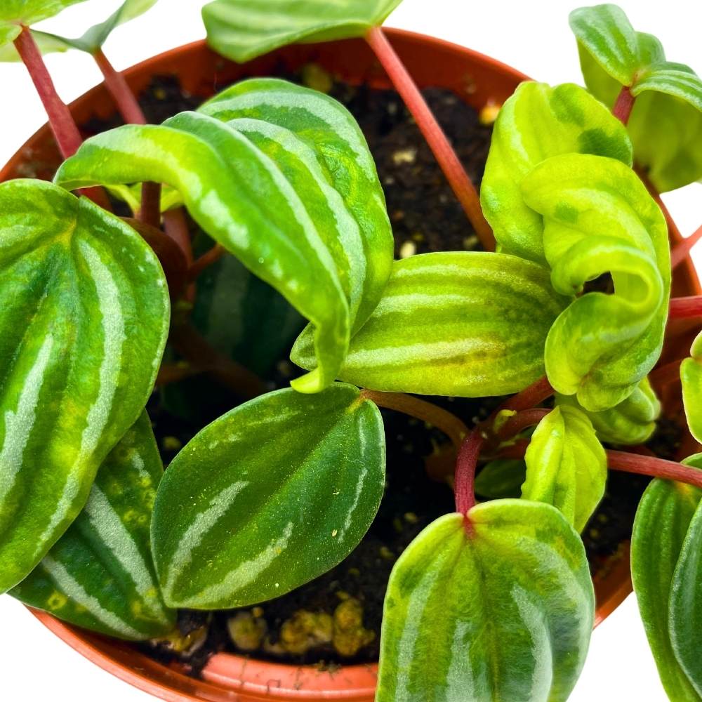 Peperomia Mini Watermelon, 4 inch, verschaffeltii Unique Rare Pep