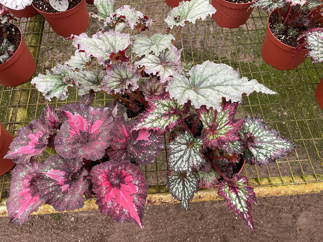 Harmony's Large Begonia Variety Assortment, 3 Different Begonia Rex in a 6 inch Pot, Begonia rex