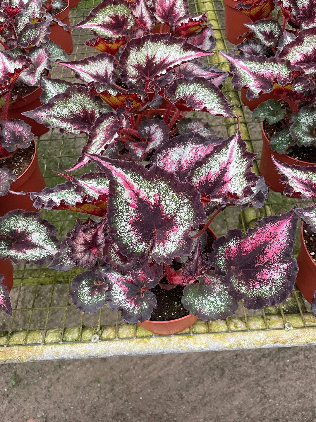 Harmony's Gator Tail Begonia Rex in a 6 inch Pot